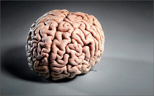 Мозг Реальное Фото